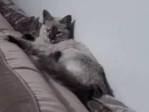 Gato raça SRD idade 1 ano nome Maggie