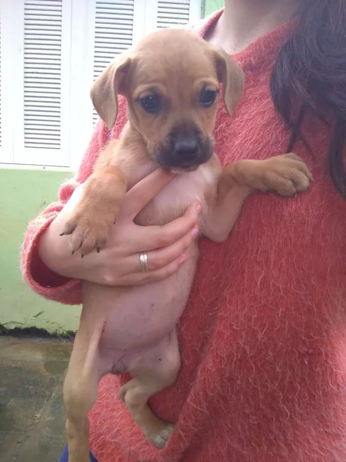 Cachorro ra a SRD idade Abaixo de 2 meses nome Nenê