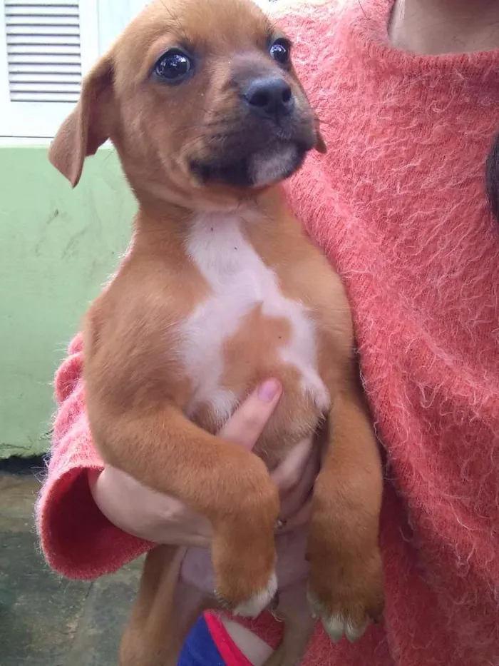 Cachorro ra a SRD idade Abaixo de 2 meses nome Nenê