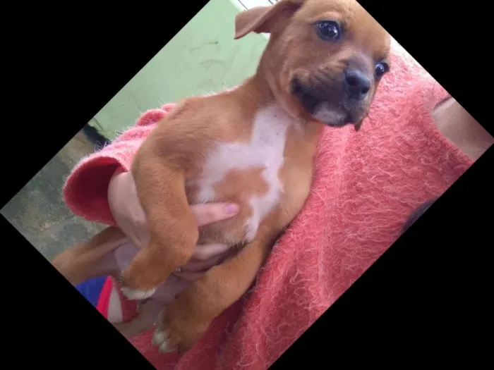 Cachorro ra a SRD idade Abaixo de 2 meses nome Nenê