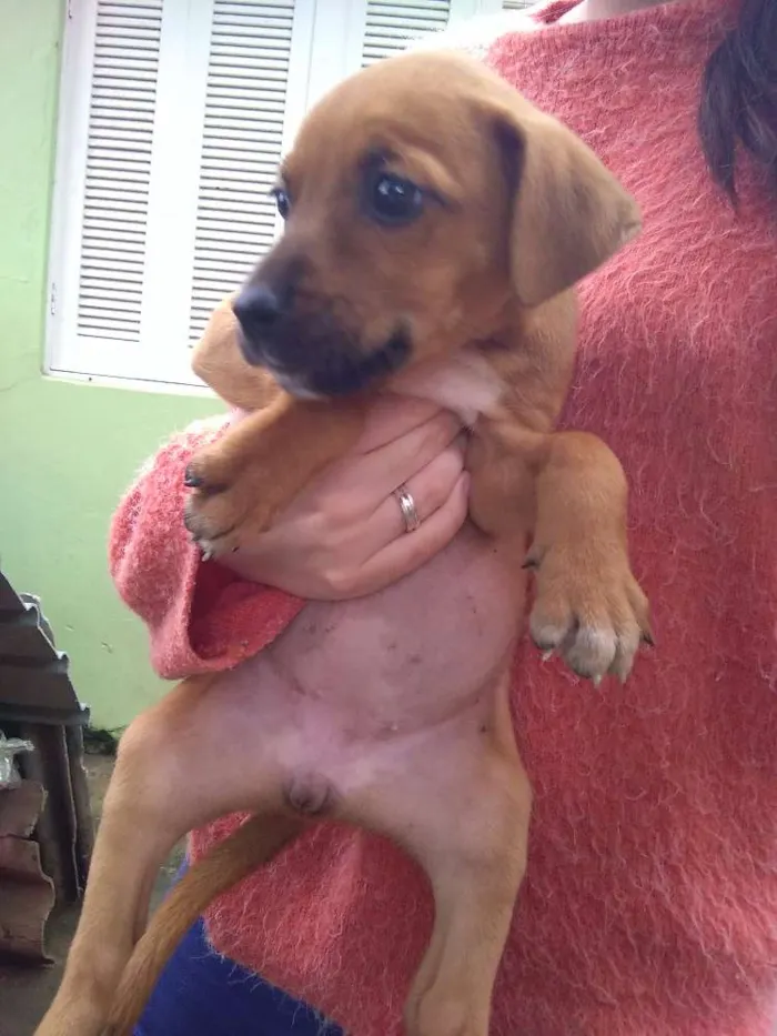 Cachorro ra a SRD idade Abaixo de 2 meses nome Nenê