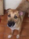 Bituca