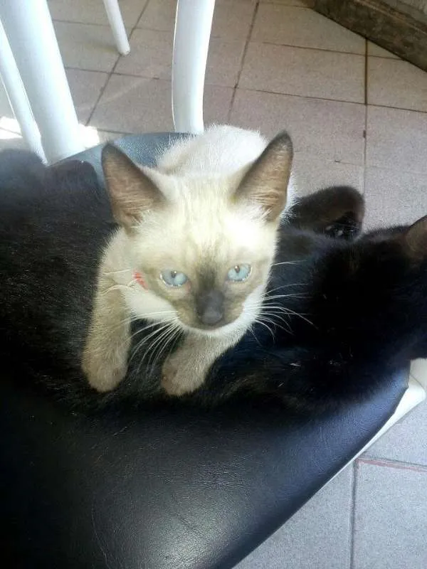 Gato ra a srd idade 2 a 6 meses nome Gêmeos