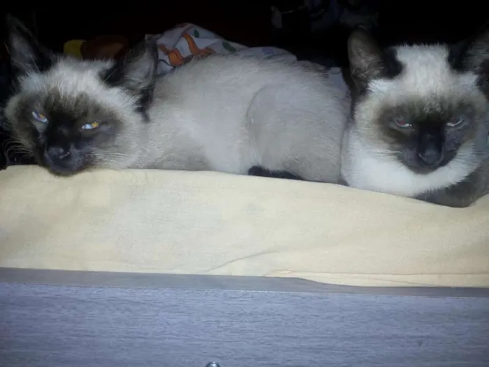 Gato ra a srd idade 2 a 6 meses nome Gêmeos