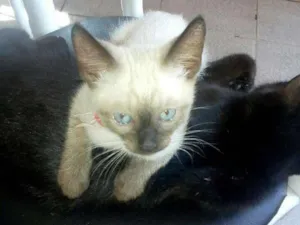 Gato raça srd idade 2 a 6 meses nome Gêmeos