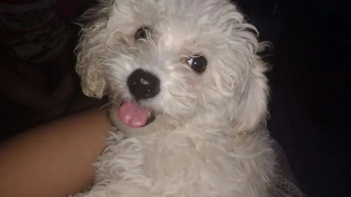 Cachorro ra a Poodle idade 1 ano nome Biribinha