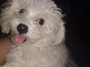 Cachorro raça Poodle idade 1 ano nome Biribinha