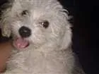 Cachorro raça Poodle idade 1 ano nome Biribinha