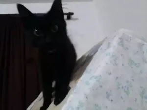 Gato raça Vira-lata  idade 2 a 6 meses nome Banguela