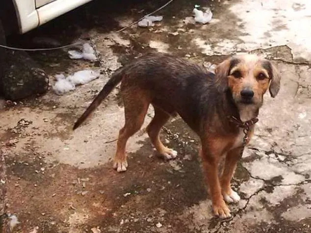 Cachorro ra a Vira-Lata idade 3 anos nome Max