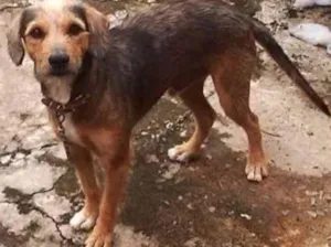 Cachorro raça Vira-Lata idade 3 anos nome Max