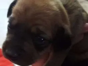Cachorro raça vira lata idade Abaixo de 2 meses nome nao possuem nomes