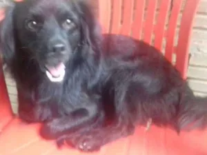 Cachorro raça Sem raça idade 1 ano nome Preto GRATIFICA
