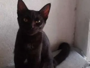 Gato raça srd idade 7 a 11 meses nome azeitona 