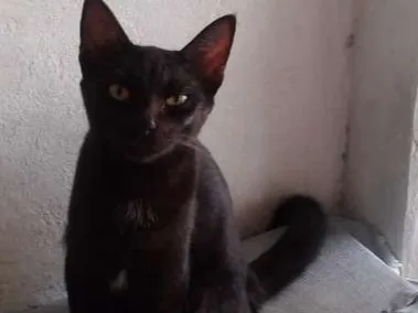 Gato ra a srd idade 7 a 11 meses nome azeitona 