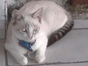 Gato raça srd idade 7 a 11 meses nome florsinha
