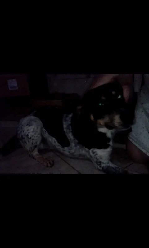 Cachorro ra a SRD idade 2 anos nome PRETINHO E PINTADO