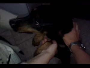 Cachorro raça SRD idade 2 anos nome PRETINHO E PINTADO