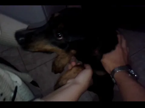 Cachorro ra a SRD idade 2 anos nome PRETINHO E PINTADO