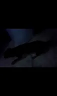 PRETINHO E PINTADO