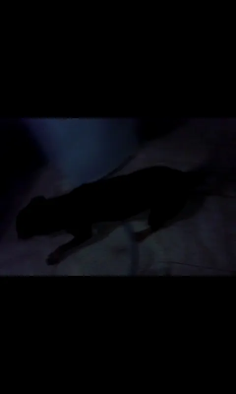 Cachorro ra a SRD idade 2 anos nome PRETINHO E PINTADO