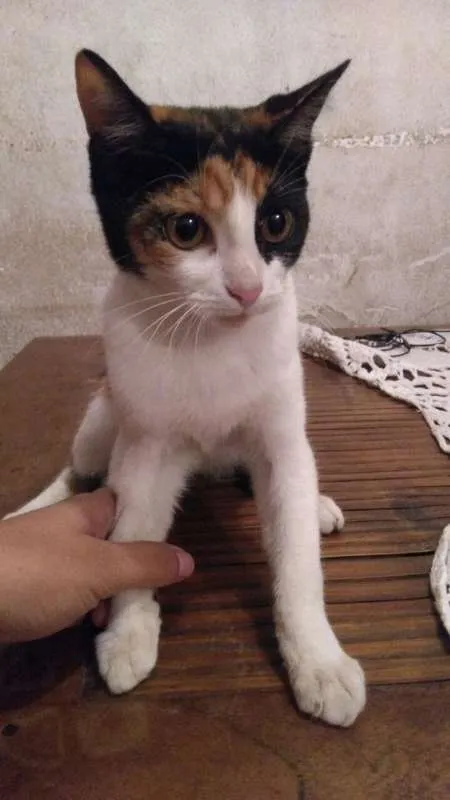 Gato ra a vira-lata idade 2 a 6 meses nome Lolo