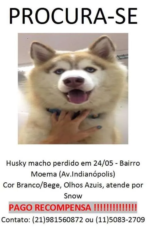 Cachorro ra a Husky Siberiano idade 2 anos nome SNOW GRATIFICA