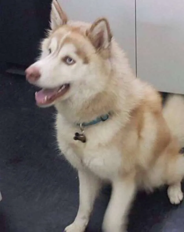 Cachorro ra a Husky Siberiano idade 2 anos nome SNOW GRATIFICA