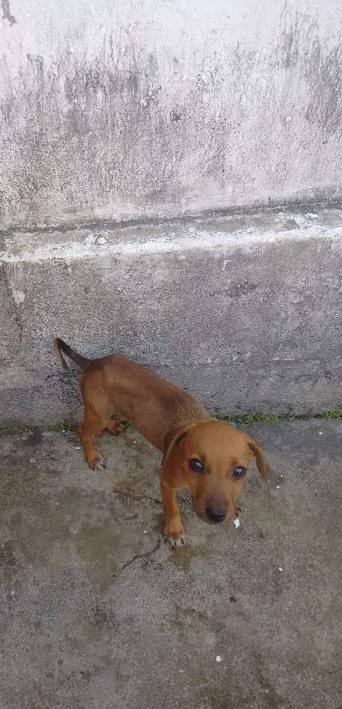Cachorro raça Vira lata idade 2 a 6 meses nome Não tem
