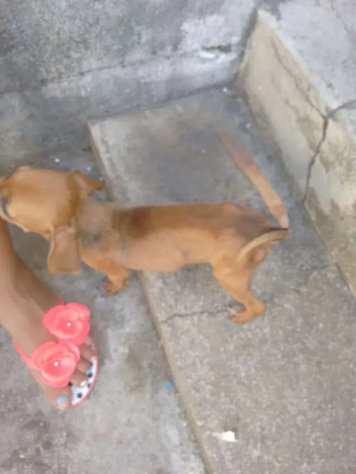 Cachorro raça Vira lata idade 2 a 6 meses nome Não tem