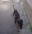 Mole