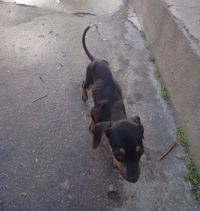 Cachorro raça Vira lata idade 2 a 6 meses nome Mole