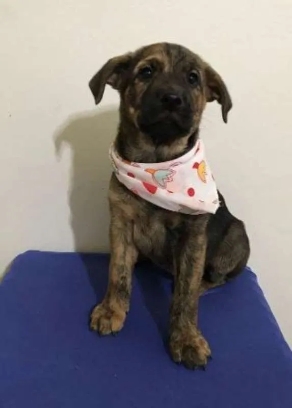 Cachorro ra a SRD idade 2 a 6 meses nome Jessie