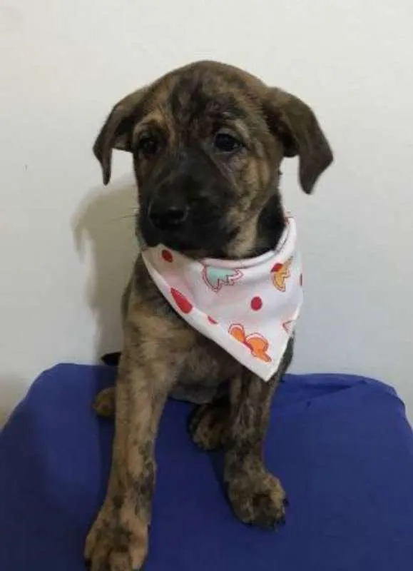 Cachorro ra a SRD idade 2 a 6 meses nome Jessie