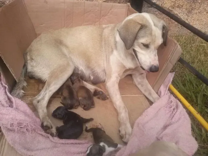 Cachorro ra a Sem raça definida  idade Abaixo de 2 meses nome Sem nome ainda