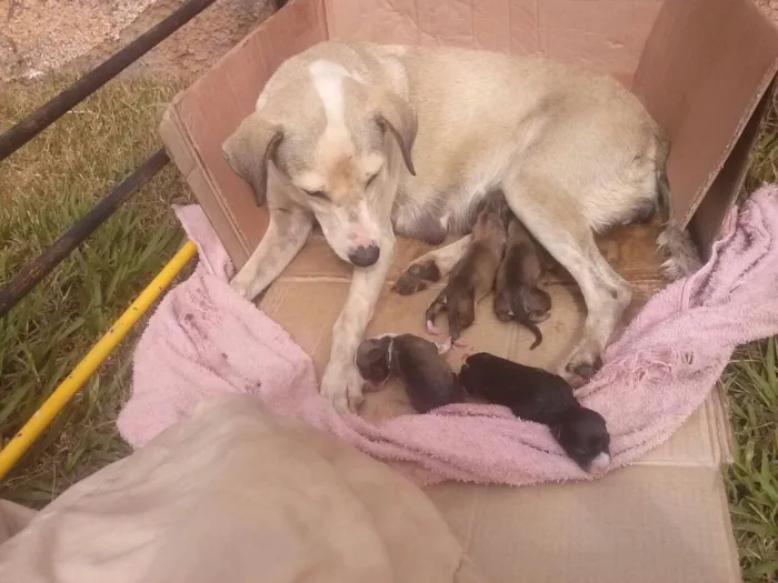 Cachorro ra a Sem raça definida  idade Abaixo de 2 meses nome Sem nome ainda