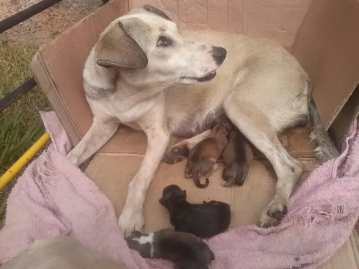 Cachorro ra a Sem raça definida  idade Abaixo de 2 meses nome Sem nome ainda