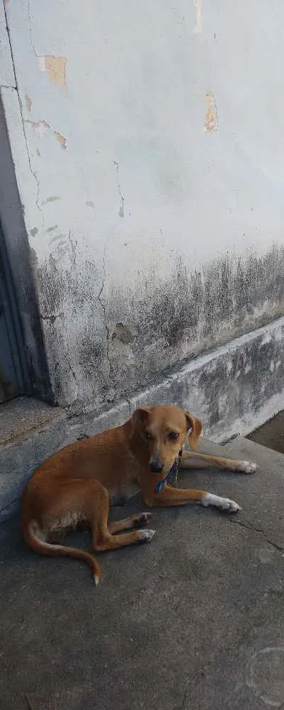 Cachorro raça Vira lata idade 1 ano nome Pricesa