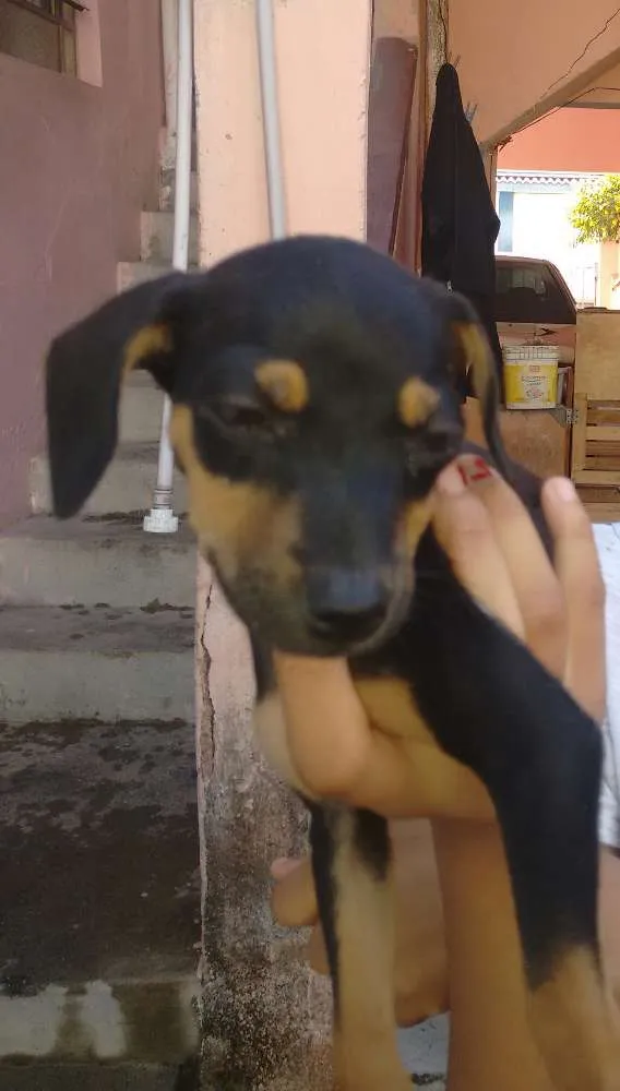 Cachorro raça Vira lata idade 2 a 6 meses nome Mole