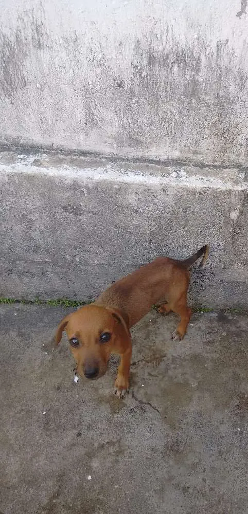 Cachorro raça Vira lata idade 2 a 6 meses nome Não tem