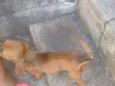 Não tem