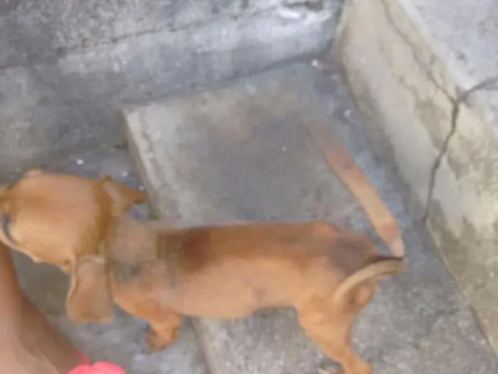 Cachorro raça Vira lata idade 2 a 6 meses nome Não tem