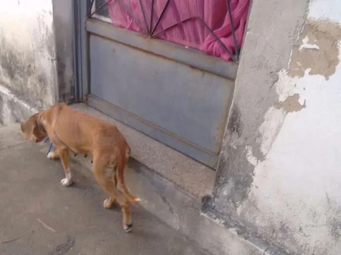 Cachorro raça Vira lata idade 1 ano nome Pricesa