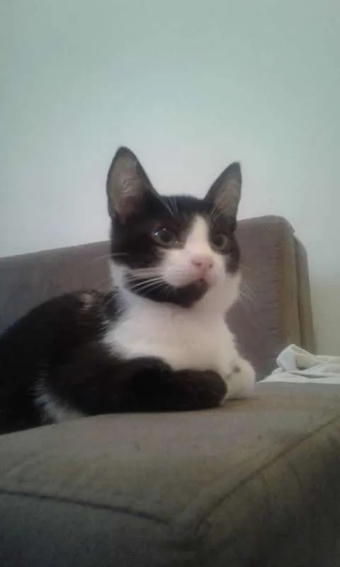Gato ra a PRETO E BRANCO idade 2 a 6 meses nome VALENTIN