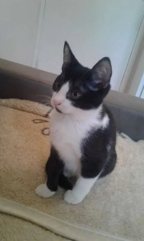 Gato ra a PRETO E BRANCO idade 2 a 6 meses nome VALENTIN