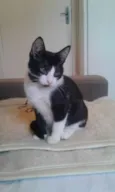 VALENTIN