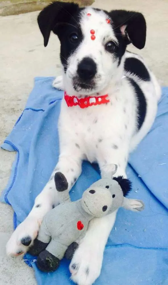 Cachorro ra a Vira lata idade 2 a 6 meses nome Potira