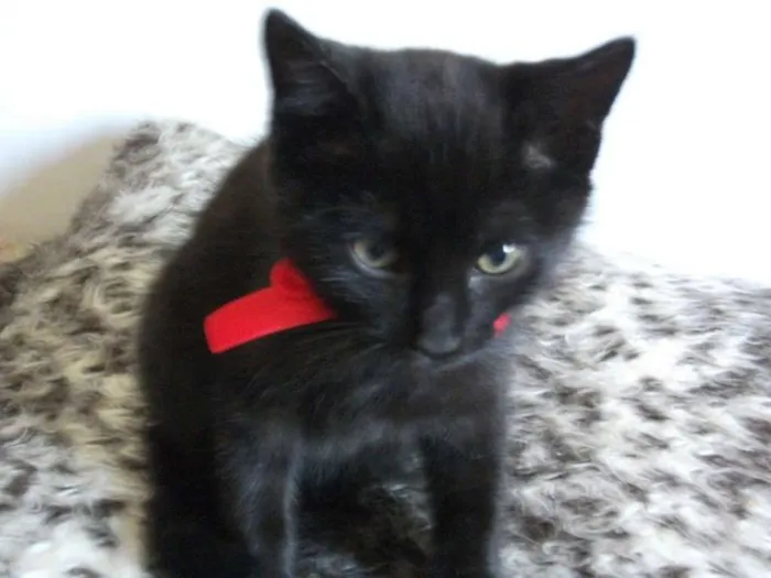 Gato ra a SRD idade 2 a 6 meses nome GIGI