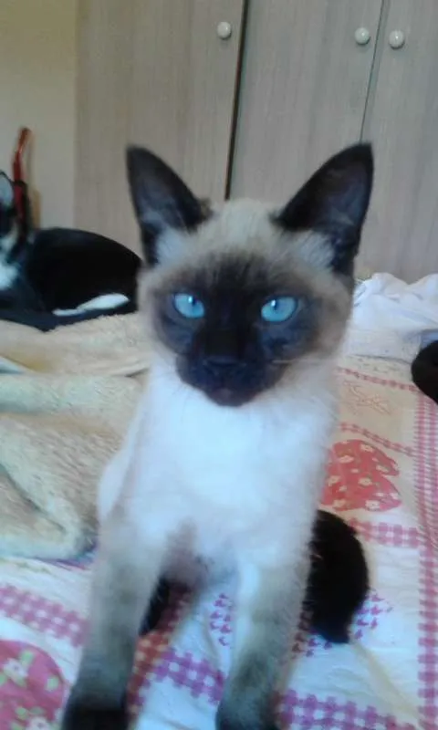 Gato ra a SIAMESA idade 2 a 6 meses nome GISELE