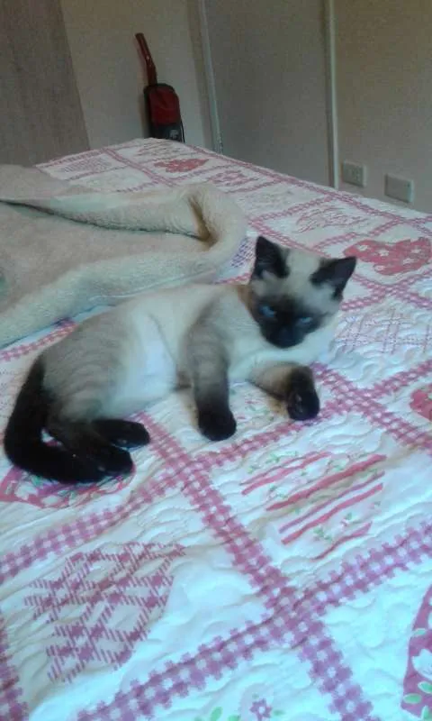 Gato ra a SIAMESA idade 2 a 6 meses nome GISELE